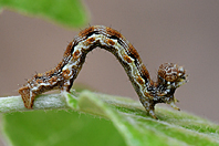 Erannis defoliaria